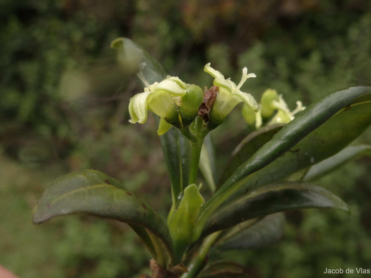 Psychotria zeylanica Sohmer